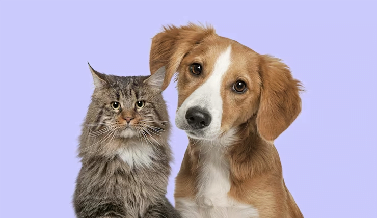 App para cuidar de pets