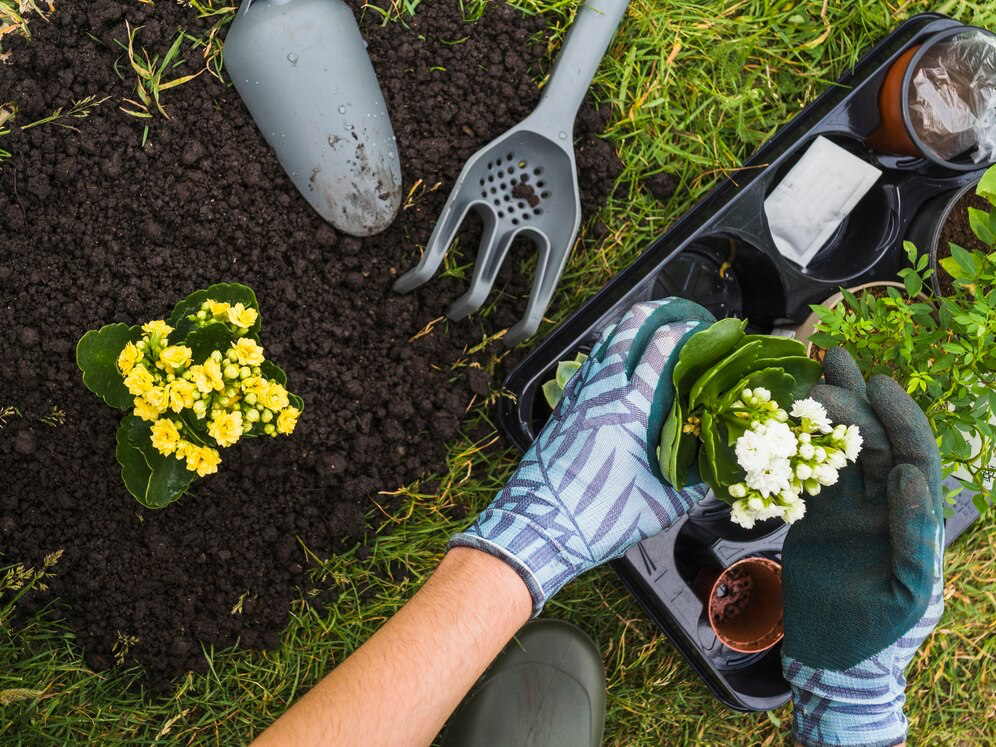 Descubra como identificar plantas por fotos grátis pelo celular 3 Identificar plantas por foto grátis