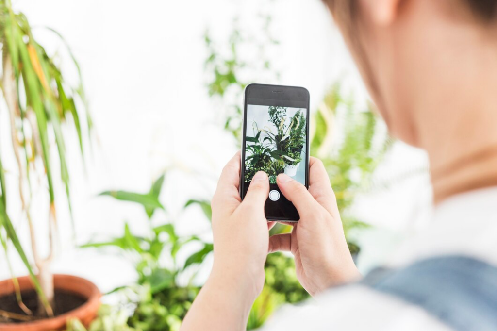 Descubra como identificar plantas por fotos grátis pelo celular 4 Identificar plantas por foto grátis
