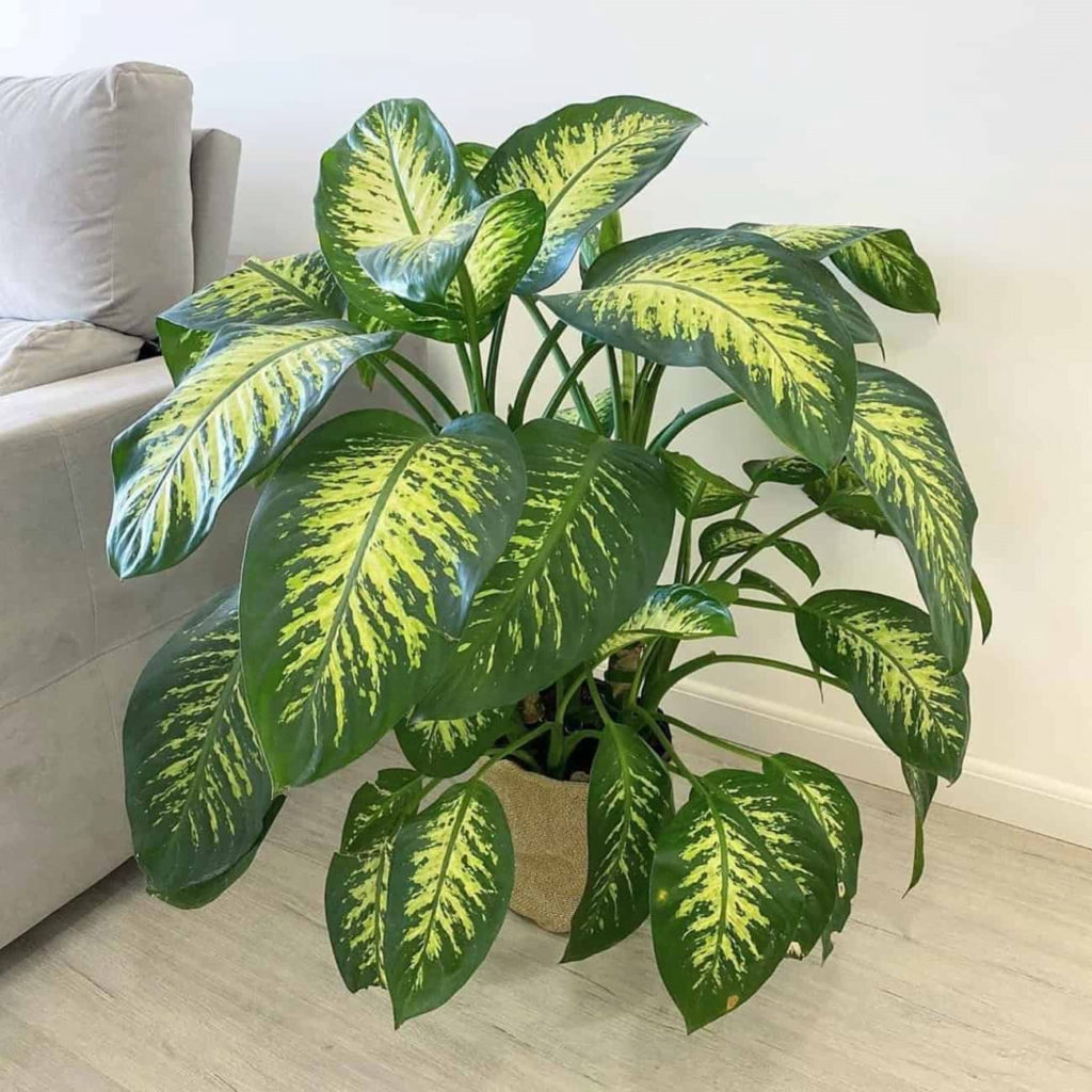 Planta Comigo-ninguém-pode