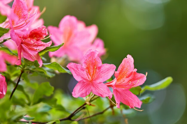 plantas ornamentais para jardim