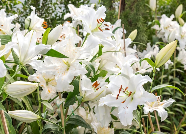 plantas ornamentais para jardim