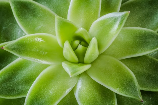 plantas suculentas 