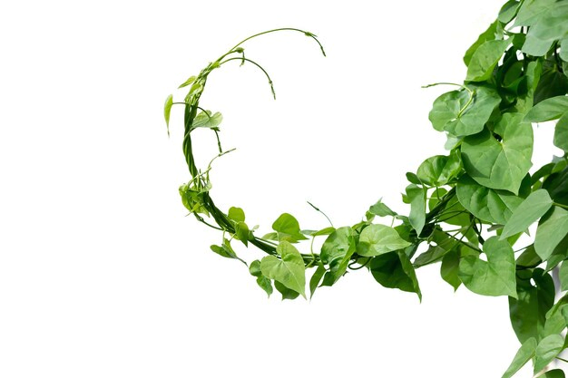 planta hera
