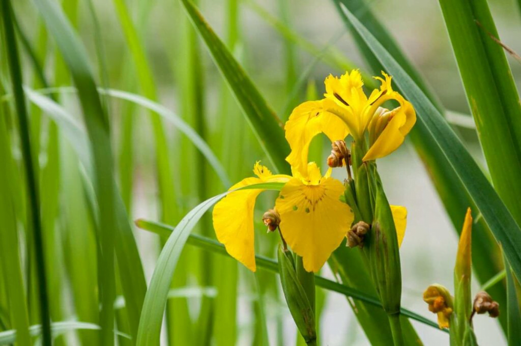 plantas aquáticas