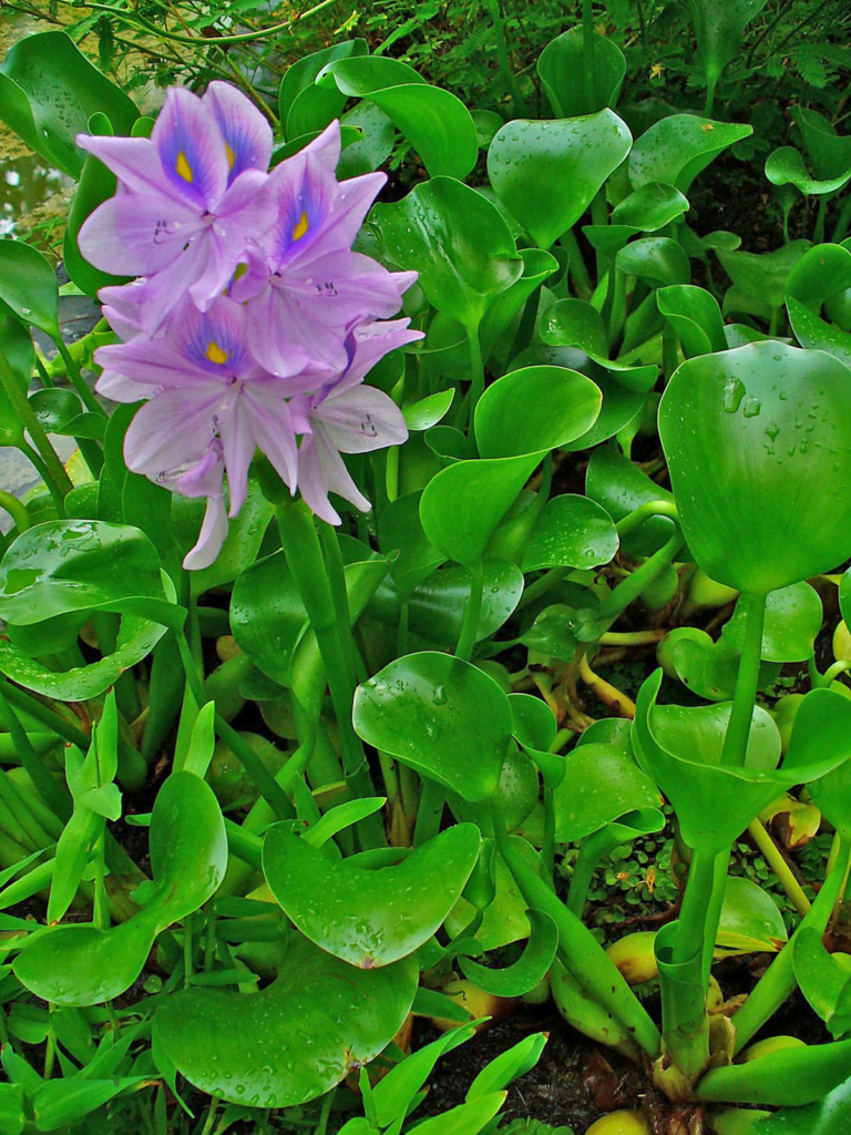 image 78