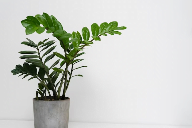 Plantas para apartamento