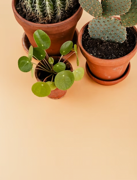 Plantas para apartamento