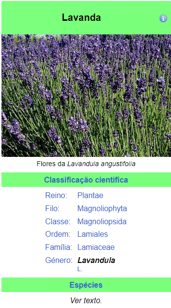 Lavanda planta