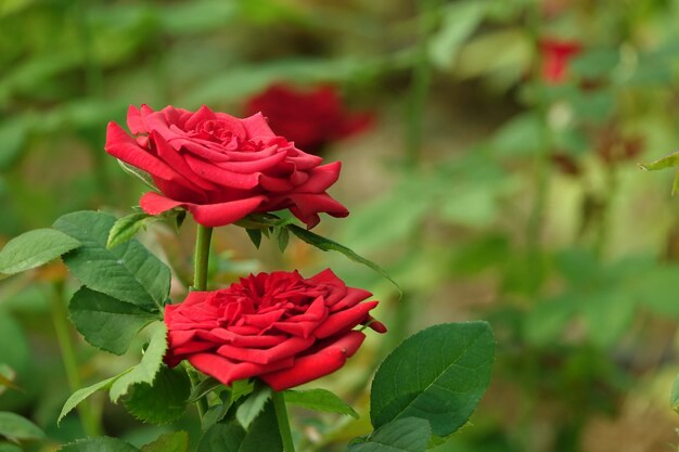 Flores para jardim