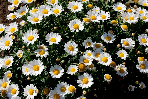 Flores para jardim