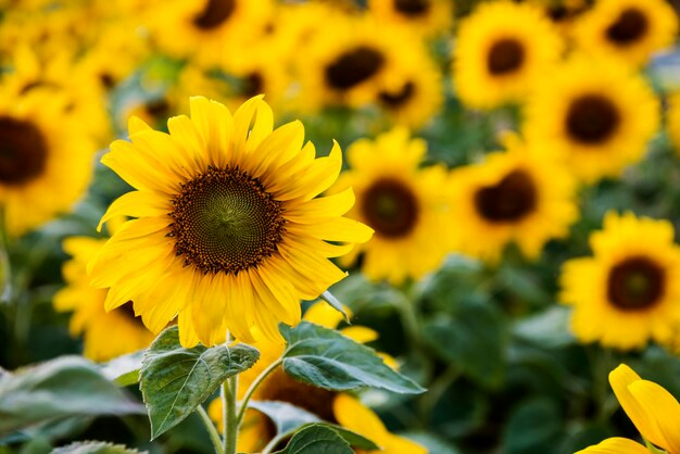 Flores para jardim