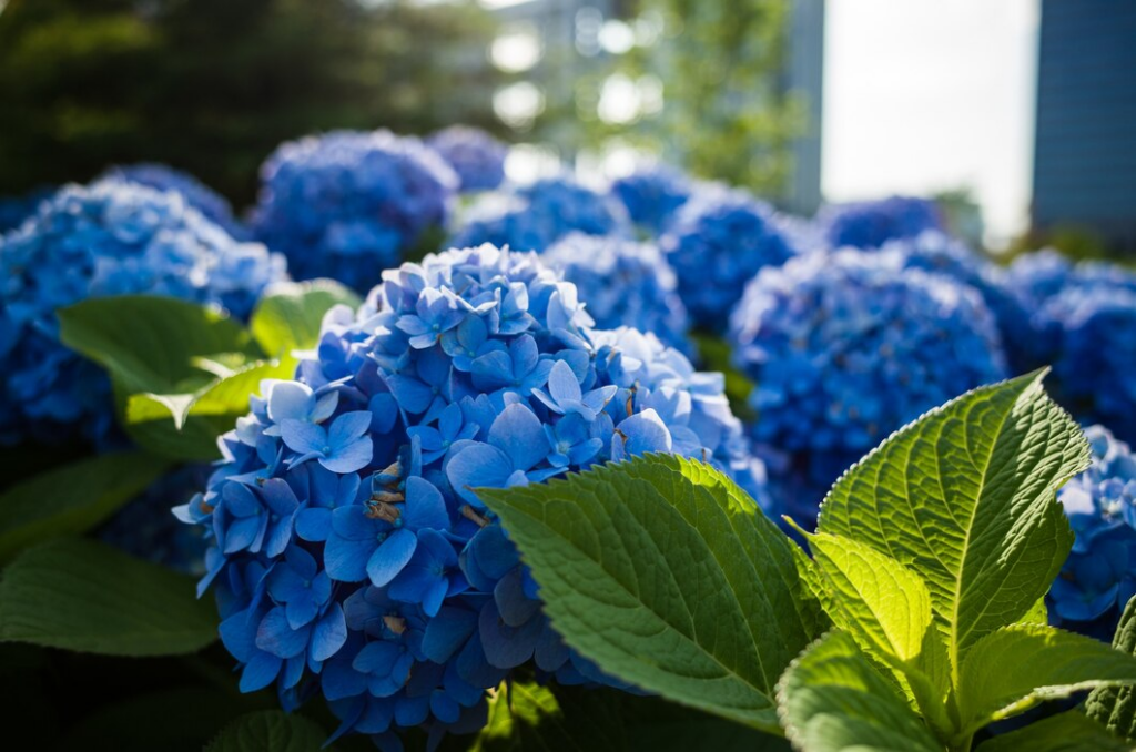Flores para jardim