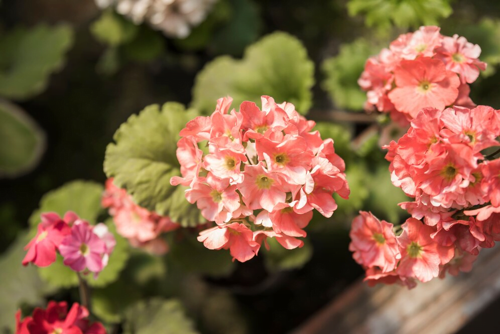 Flores para jardim