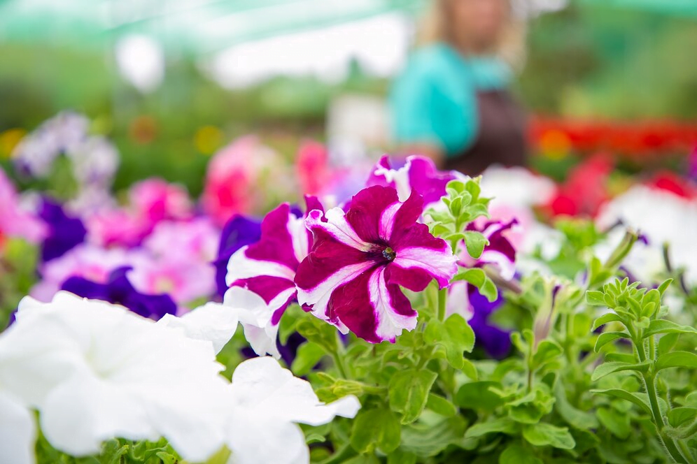 Flores para jardim