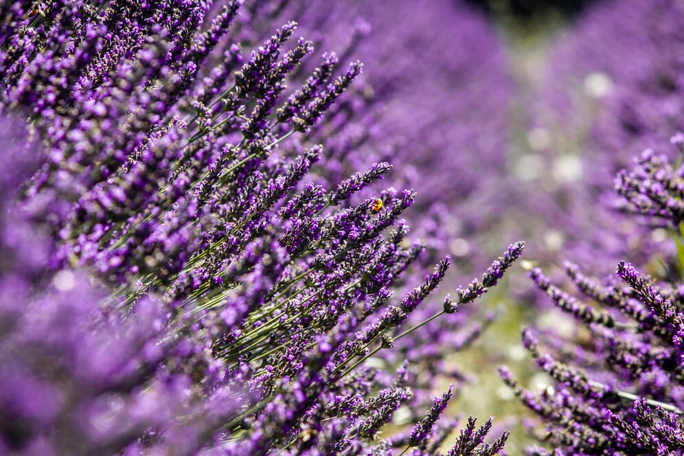 Flores para jardim