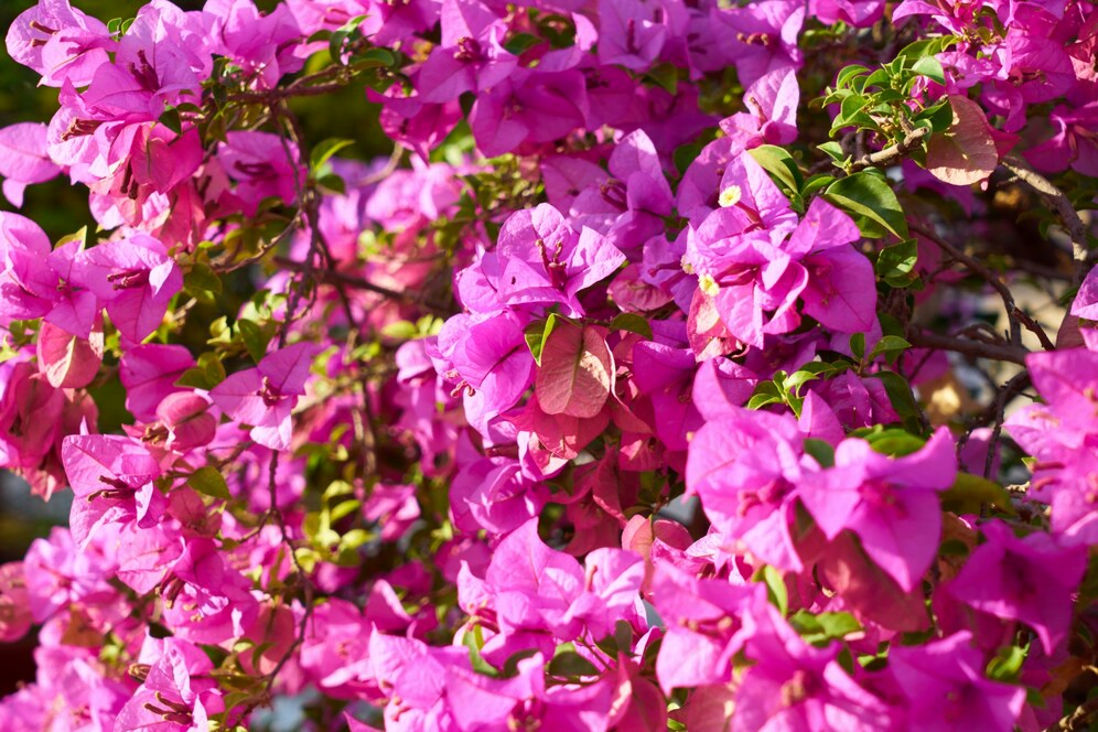 Flores para jardim