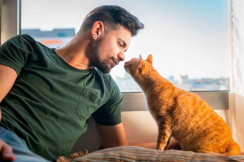 Aplicativo tradutor de humano para gato: conheça e baixe 3 Tradutor humano para gato