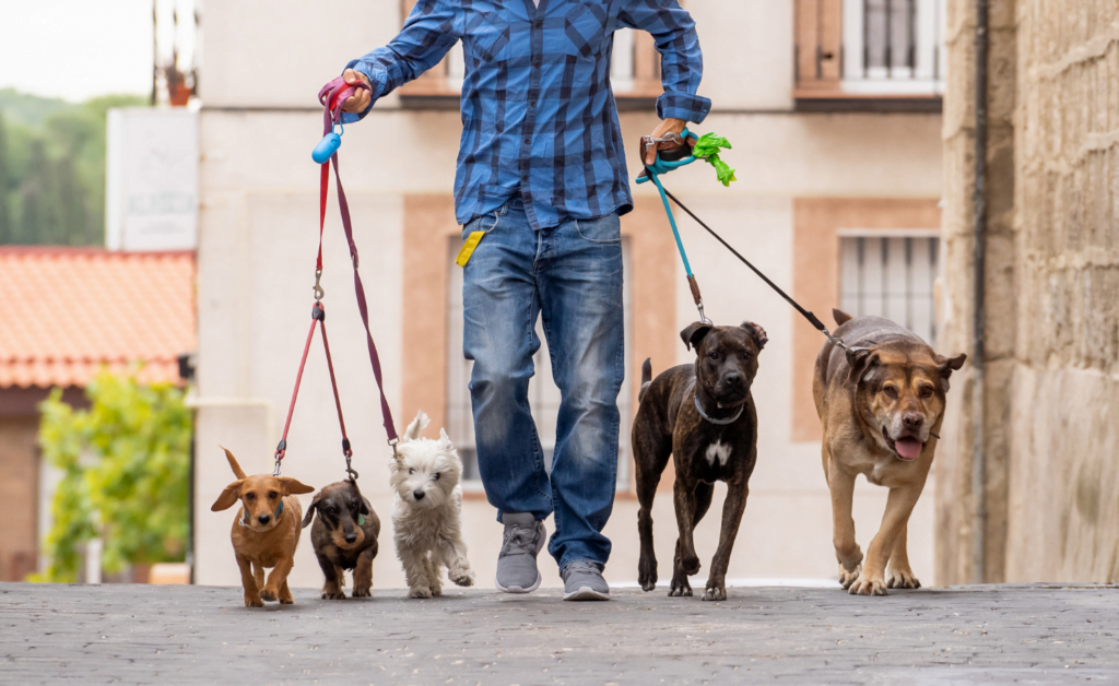 Aplicativo para descobrir raça de cachorro 