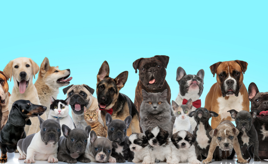 Aplicativo para descobrir raça de cachorro 