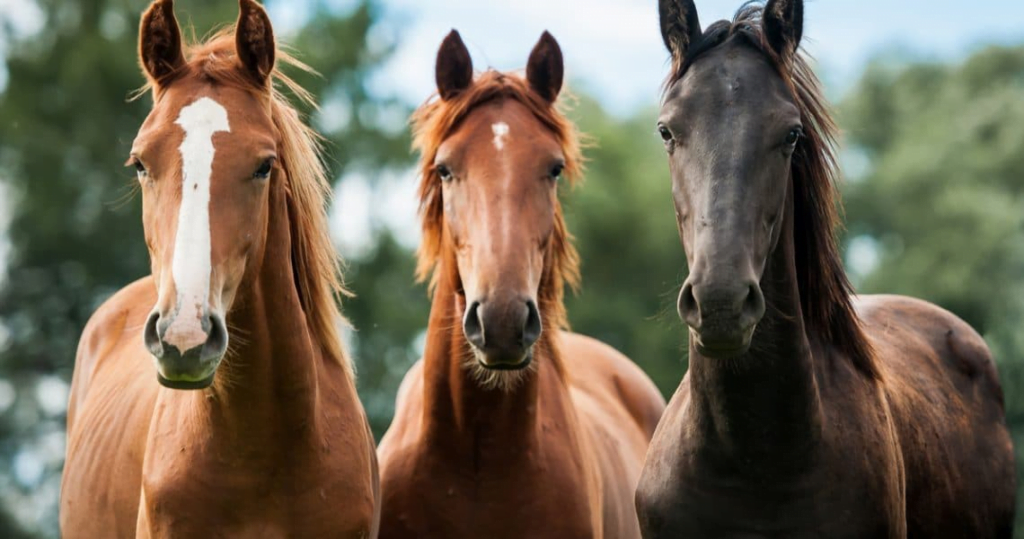 Aplicativo para descobrir a raça detalhada de qualquer cavalo com uma foto 4 Aplicativo para identificar raça de cavalo