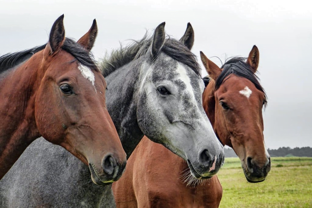 Aplicativo para descobrir a raça detalhada de qualquer cavalo com uma foto 5 Aplicativo para identificar raça de cavalo