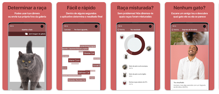 Aplicativo para descobrir raça de gato 