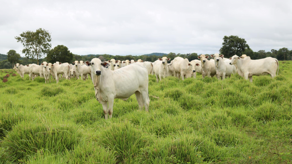 Avaliação fazenda leiteira