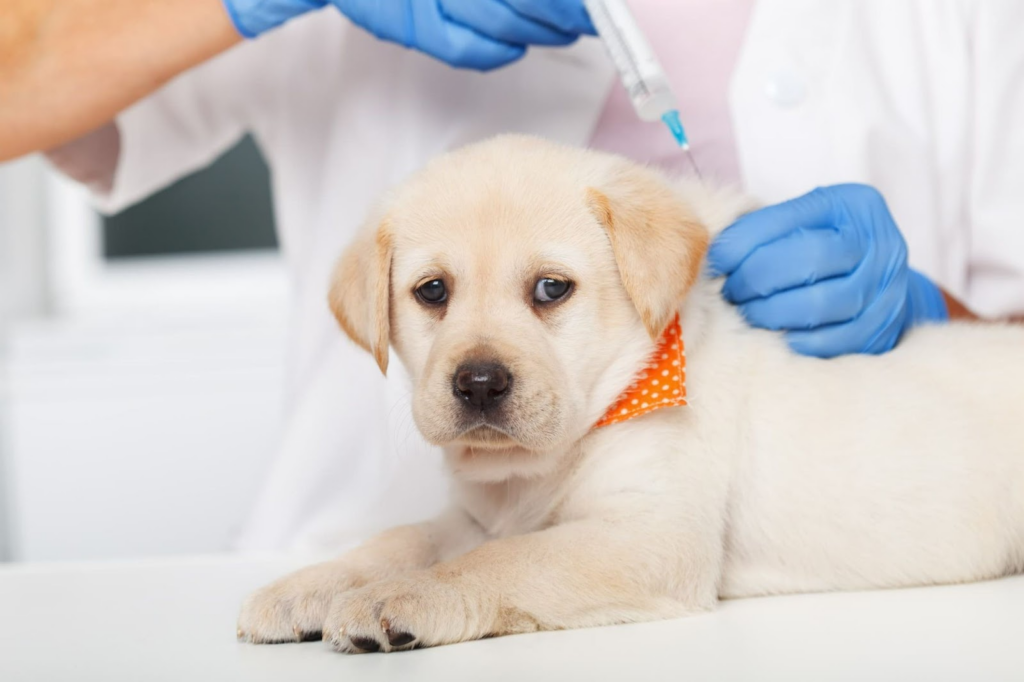 Aplicativo de carteira de vacinação pet para cachorros e gatos 4 Carteira de vacinação pet