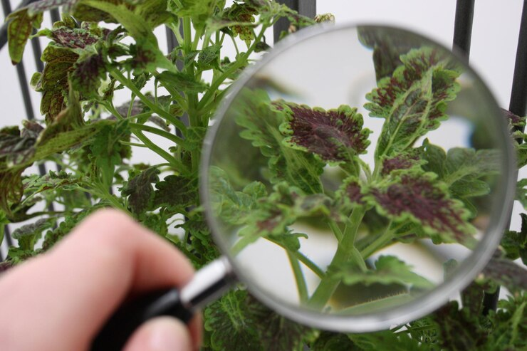 Aplicativo para estudar fisiologia das plantas