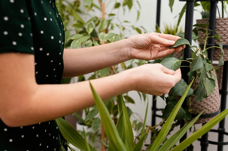 Aplicativo para estudar fisiologia das plantas