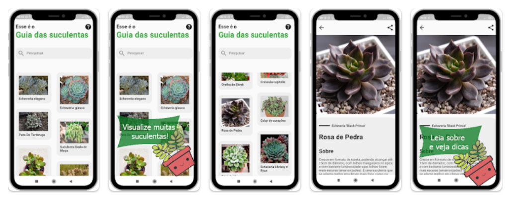 Como cuidar de suculentas