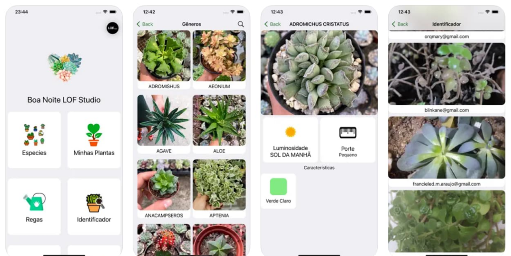 Acompanhar evolução suculenta