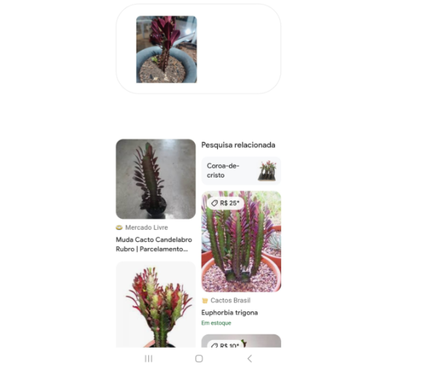 PlantIn: aplicativo para identificar plantas por foto no celular 7 Aplicativo para identificar plantas