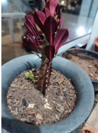 PlantIn: aplicativo para identificar plantas por foto no celular 5 Aplicativo para identificar plantas