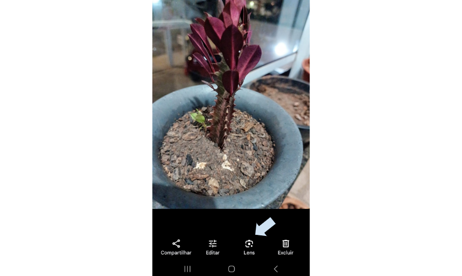PlantIn: aplicativo para identificar plantas por foto no celular 6 Aplicativo para identificar plantas