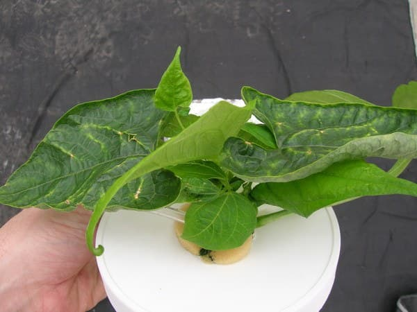 Plantix: app para identificar doenças em plantas grátis 5 App para identificar doenças em plantas grátis