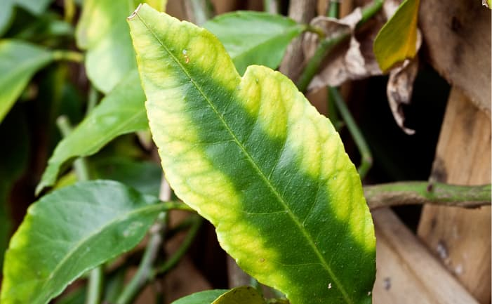 Plantix: app para identificar doenças em plantas grátis 6 App para identificar doenças em plantas grátis