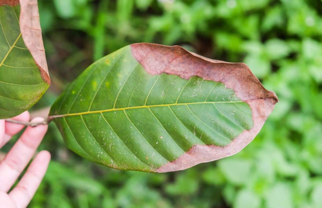 Plantix: app para identificar doenças em plantas grátis 7 App para identificar doenças em plantas grátis