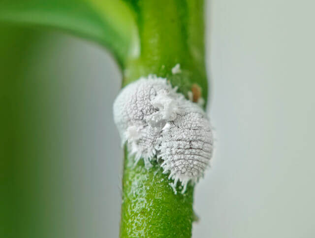 Identificar insetos
