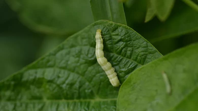 Identificar insetos