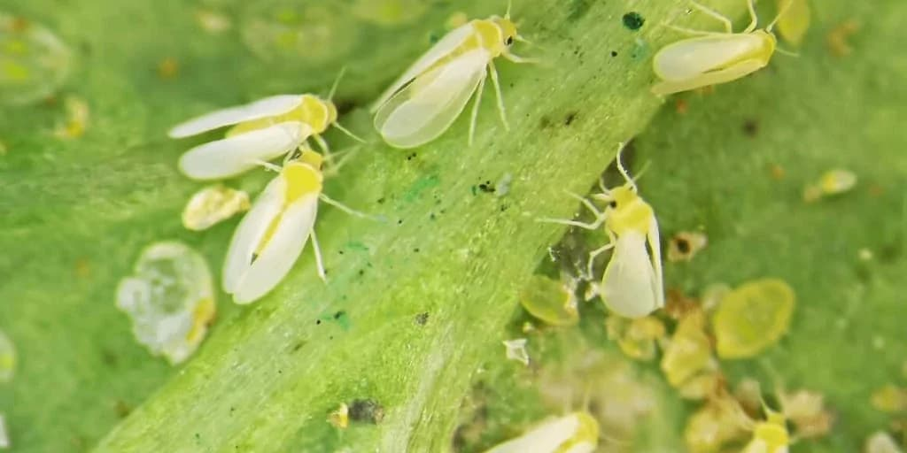 Identificar insetos