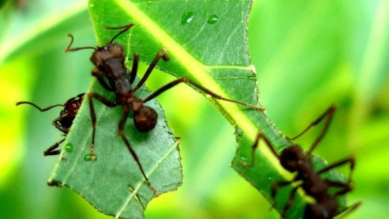 Identificar insetos
