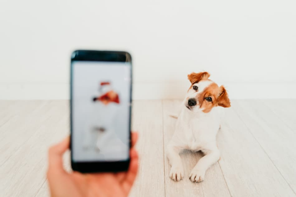 Dog Scanner: aplicativo para descobrir a raça de cachorro com foto 2 Raça de cachorro com foto