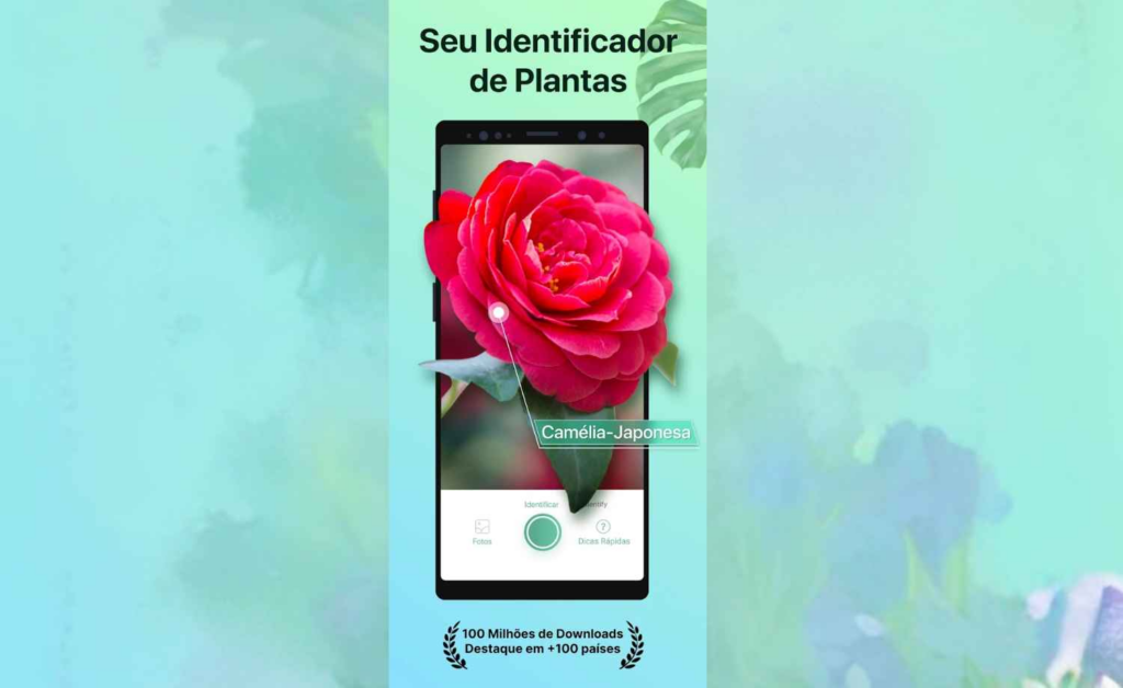 Como detectar problemas em suculentas usando o celular 2 Problemas em suculentas