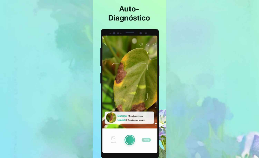 Como detectar problemas em suculentas usando o celular 3 Problemas em suculentas