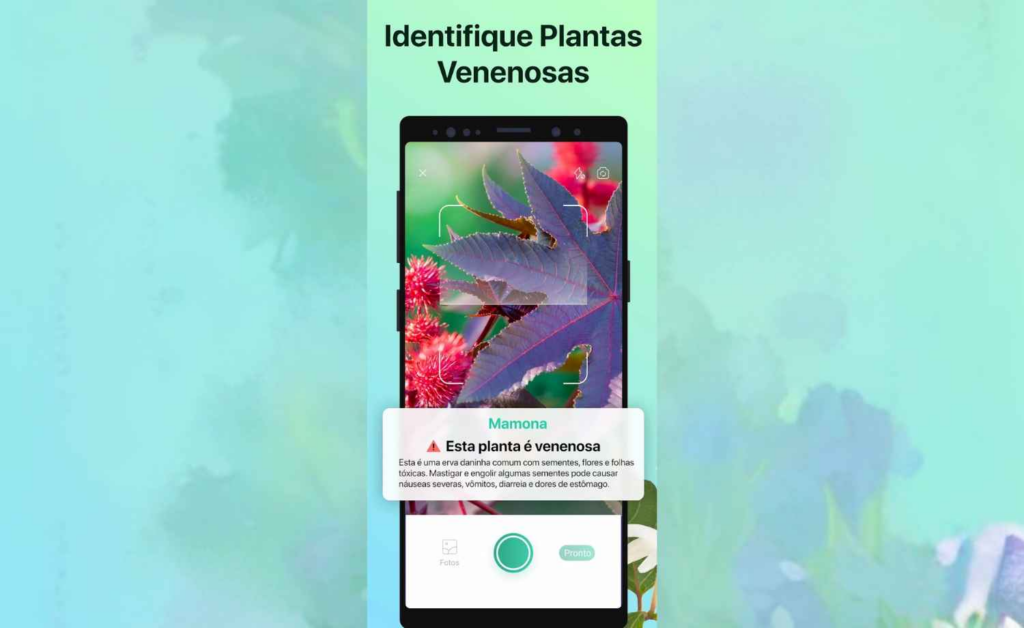 Como detectar problemas em suculentas usando o celular 5 Problemas em suculentas