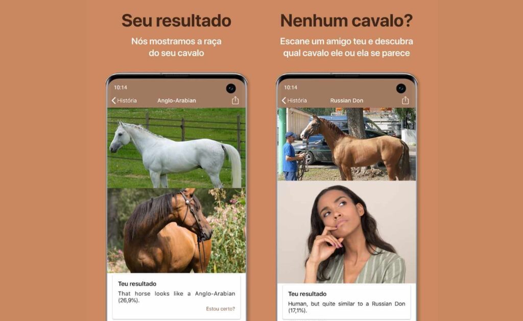 Horse Scanner: descubra a raça do cavalo com apenas uma foto 3 Raça do cavalo