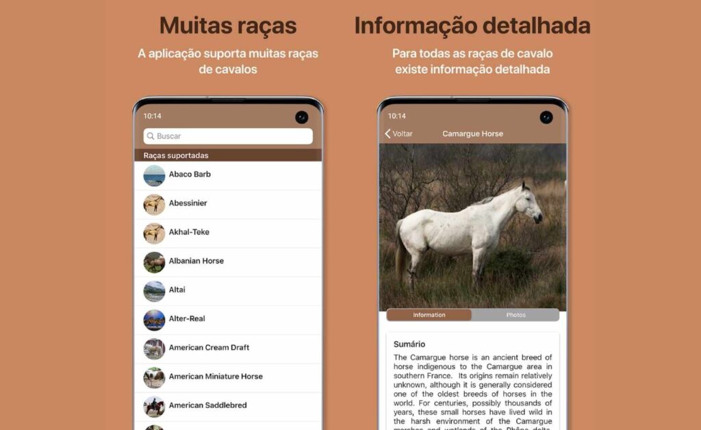 Horse Scanner: descubra a raça do cavalo com apenas uma foto 4 Raça do cavalo