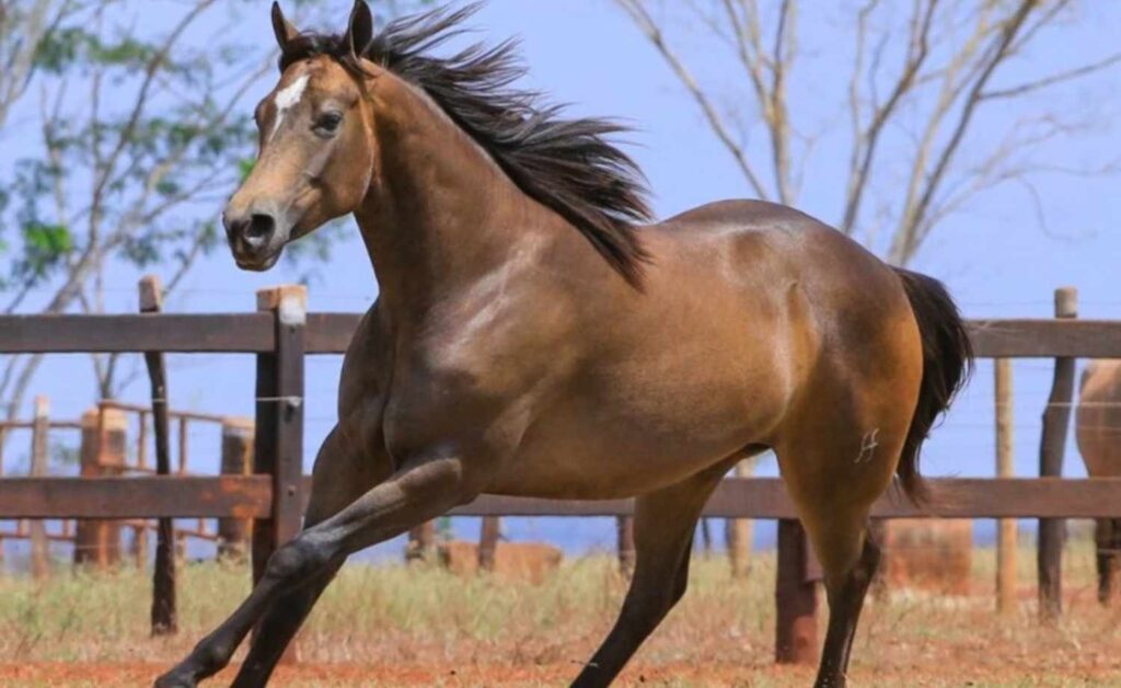 Horse Scanner: descubra a raça do cavalo com apenas uma foto 6 Raça do cavalo